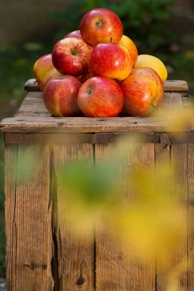 Manzanas Rojas Jaula Madera Vieja — Foto de Stock