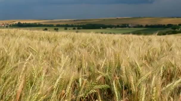 Campo Trigo Com Paisagem Rural Dor — Vídeo de Stock