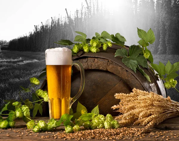 Martwa Natura Piwem Chmielu Pszenicy — Zdjęcie stockowe