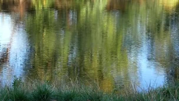 Hintergrund Reflexion Des Baumes Auf Der Wasseroberfläche — Stockvideo