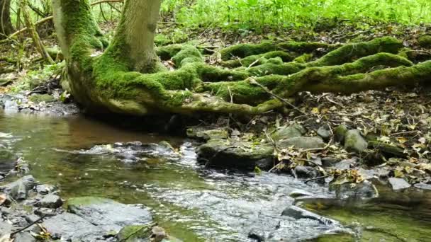 Arroyo Con Raíces Árbol Wather Lluvioso Oparno República Checa — Vídeos de Stock