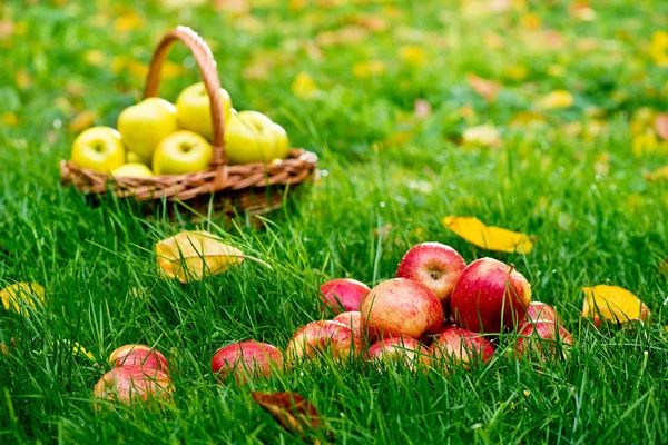 Manzanas Rojas Hierba Jardín — Foto de Stock