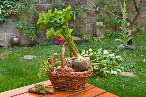 芹菜和胡萝卜在柳条篮子里 — 图库照片