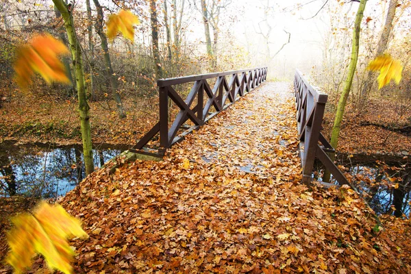 Drewniany Most Lesie Jesienią — Zdjęcie stockowe