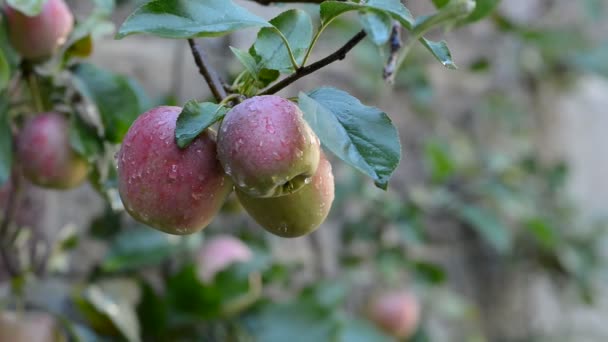 Κόκκινα Μήλα Στο Δέντρο Μετά Από Βροχή Καμία Κίνηση Της — Αρχείο Βίντεο