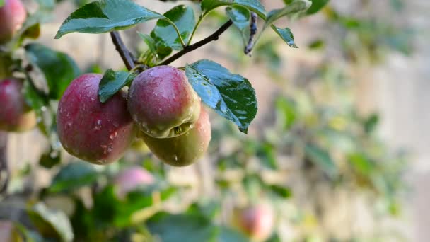 Manzanas Rojas Árbol Después Lluvia Sin Movimiento Cámara — Vídeos de Stock