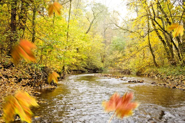 小川と落ち葉秋の森 — ストック写真