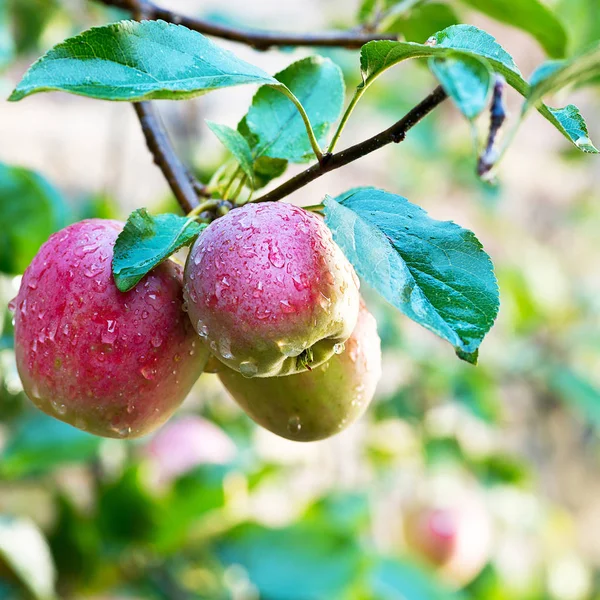 Detail of red apples with drops of water on the tree.