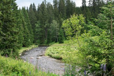Bohemian Forest Vltava Nehri. Çek Cumhuriyeti.