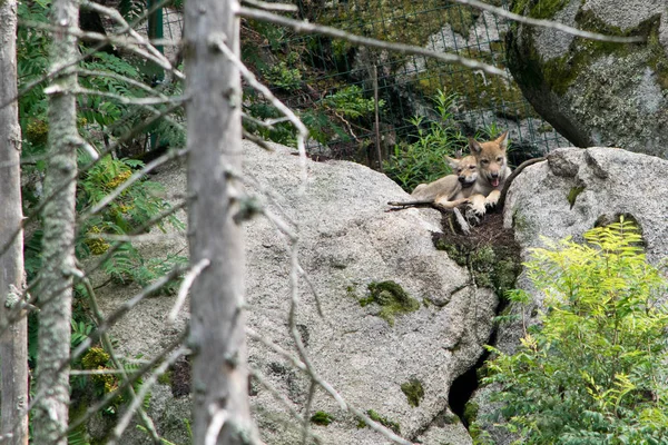 A wolf pups in the zoo. Bohemian Forest. Czech Republic.