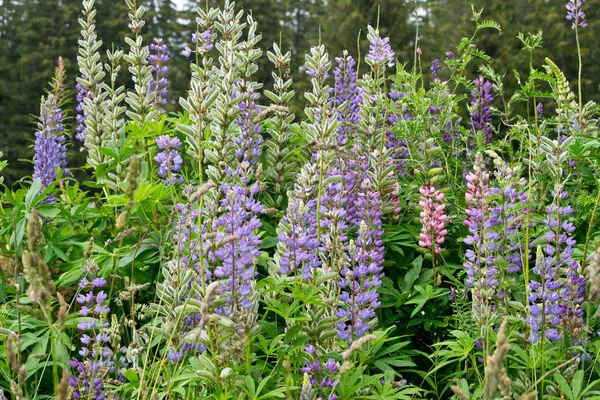 Flores Altramuz Hojas Grandes Bosque Bohemio República Checa — Foto de Stock