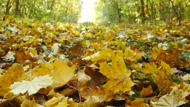 秋の背景 秋の葉の脱落しての詳細 — ストック動画