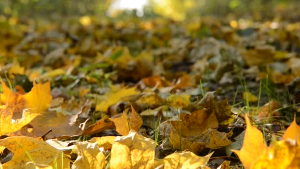 Sfondo Autunnale Foglie Nel Parco Autunnale — Video Stock