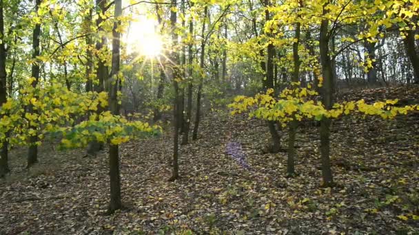 Höstlandskap Med Solen Och Solen Strålar Pan — Stockvideo