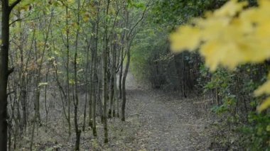 Sonbahar ormanda yalnız yol. Yakınlaştır.