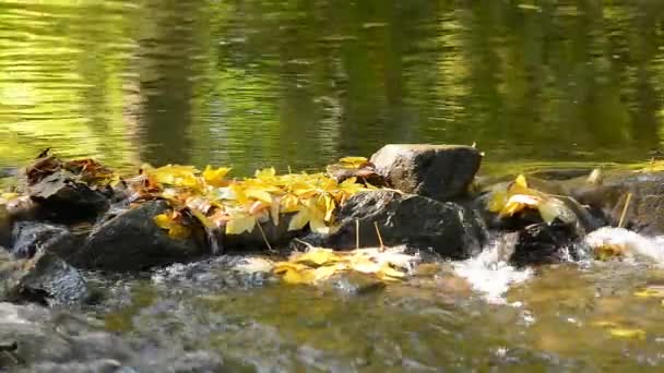 Detalle Arroyo Todavía Bosque Acercar — Vídeos de Stock