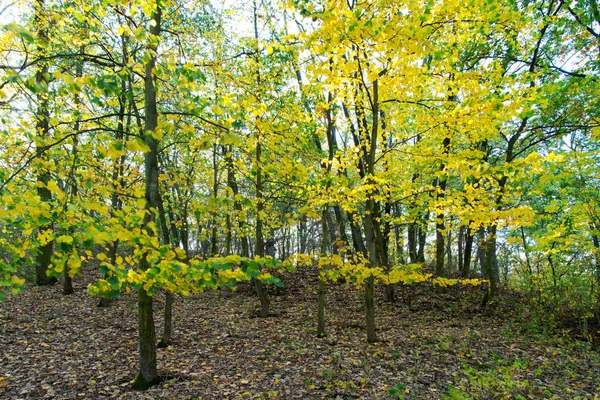 Drzewa Parku Jesienny Dzień — Zdjęcie stockowe