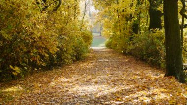 Sonbahar manzara güneşli gün. Ağır çekim. Hiçbir kamera hareketi.