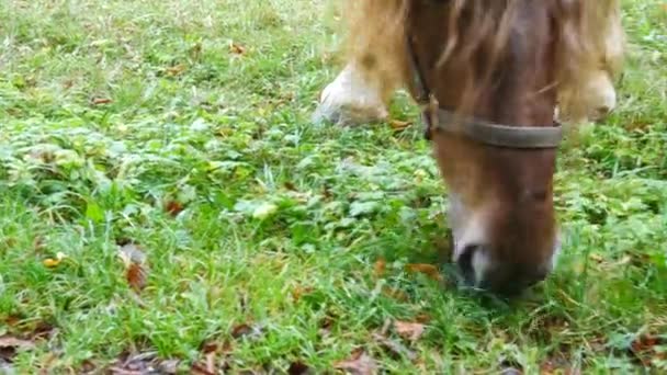 Cavallo Pascolo Sul Prato Colpo Alla Mano Dettaglio — Video Stock