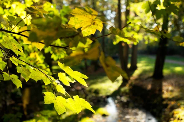 Detalle Las Hojas Arce Otoño — Foto de Stock