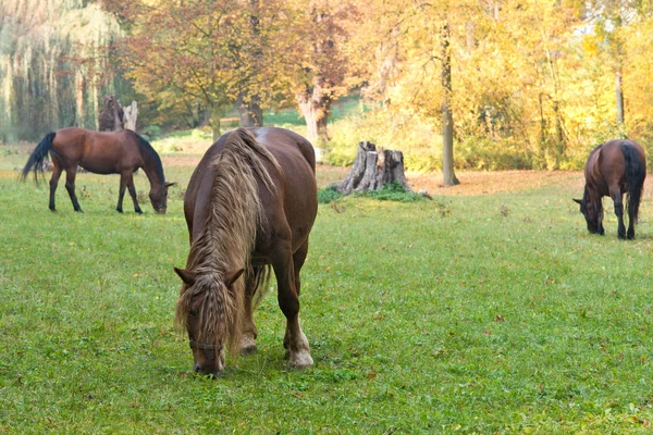 Horses Grazing Meadow Autumn — Stock Photo, Image