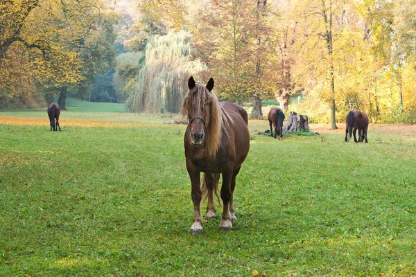 Hästar Betar Ängen Höst — Stockfoto