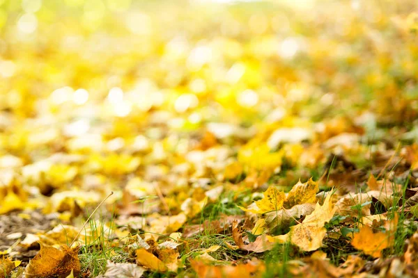 秋季背景 树叶落在草地上的地上 — 图库照片