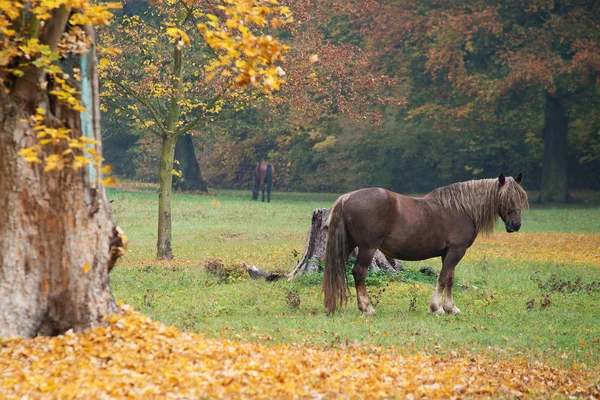 Hästen Ängen Höst — Stockfoto