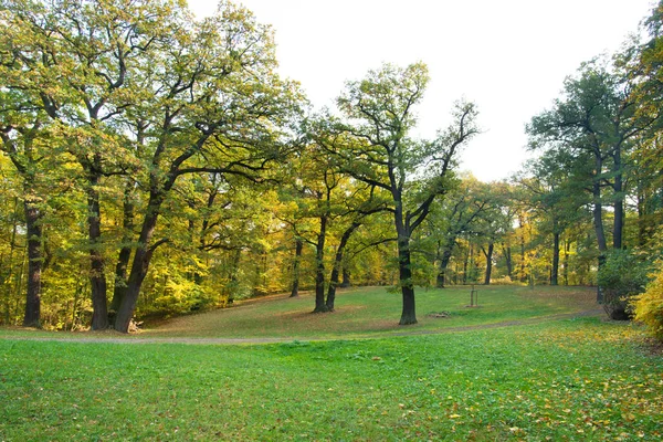 Oak Trees Meadow Autumn Season — Stock Photo, Image