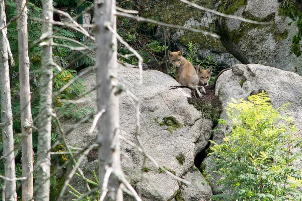 Ένας Λύκος Νεογνά Στο Ζωολογικό Κήπο Δάσος Της Βοημίας Δημοκρατία — Φωτογραφία Αρχείου