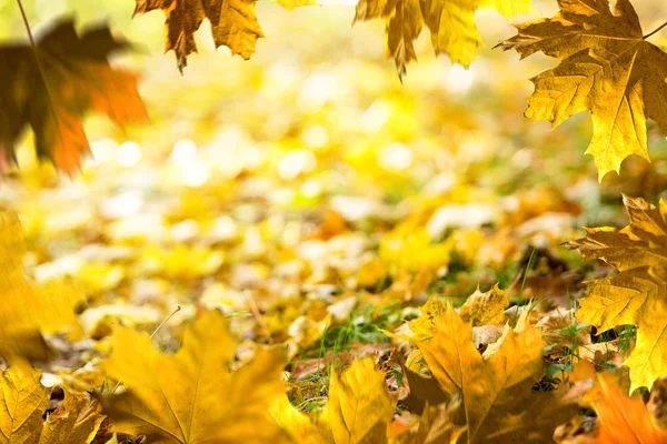 Herbsthintergrund Fallendes Laub Auf Dem Boden Gras Herbstrahmen — Stockfoto