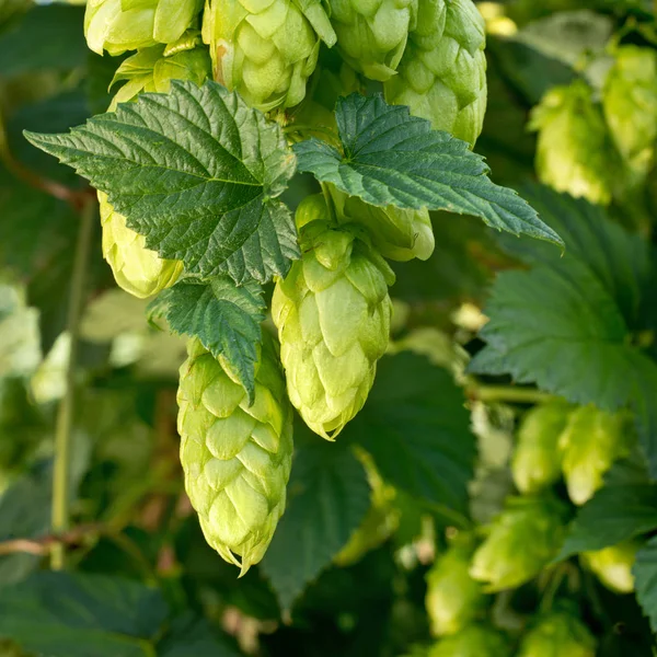 Detail Van Hopbellen Vóór Oogst — Stockfoto