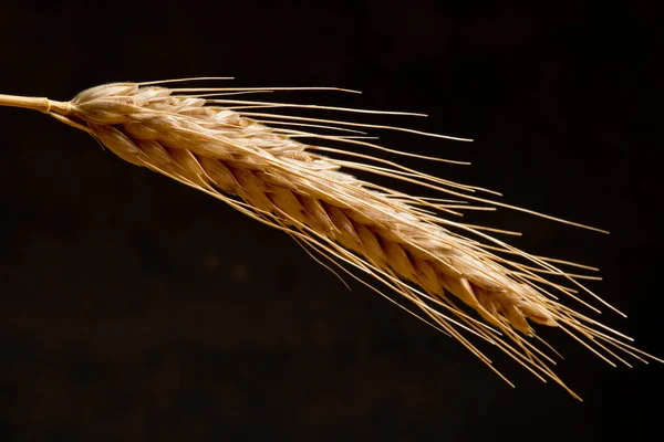 Detail Wheat Dark Background — Stock Photo, Image