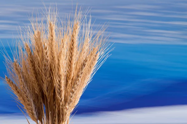 蓝色背景上的麦子 — 图库照片