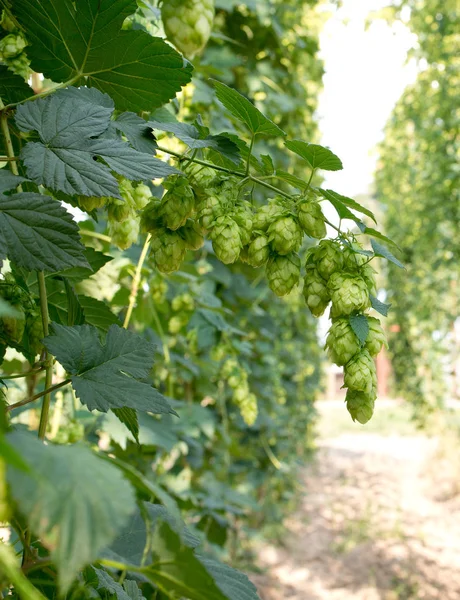 Detail Der Hopfendolden Hopfenfeld Vor Der Ernte — Stockfoto