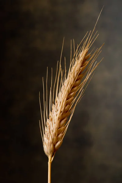 Detail Wheat Dark Background — Stock Photo, Image