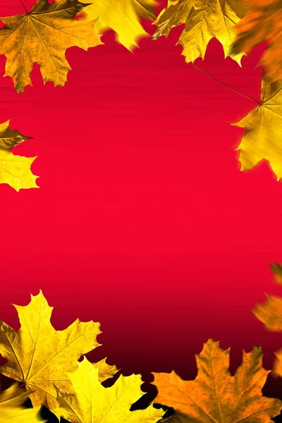 Autumn Background Leaves Frame Red Background — Stock Photo, Image