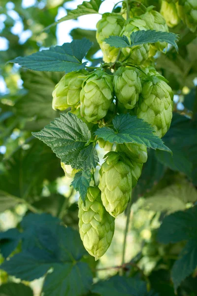 Detail Van Hopbellen Het Gebied Van Hop Vóór Oogst — Stockfoto