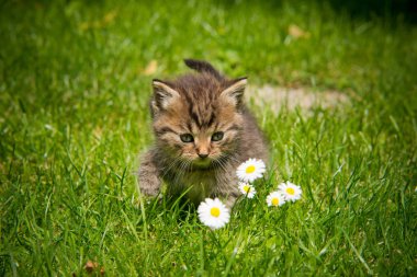 Bahçedeki çimenlikte kedi yavrusu