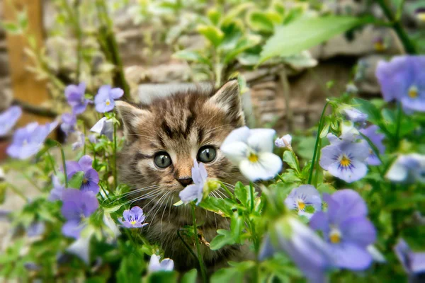 Γατάκι Στον Κήπο Λουλούδια — Φωτογραφία Αρχείου