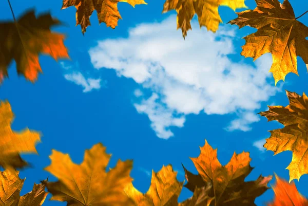 秋天背景 蓝色背景上的叶子框架 — 图库照片
