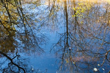 Refleks ve su yüzeye ağaçlarının. Sonbahar.