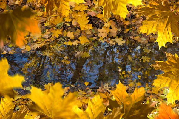 水面上の木の反射 秋のフレーム — ストック写真