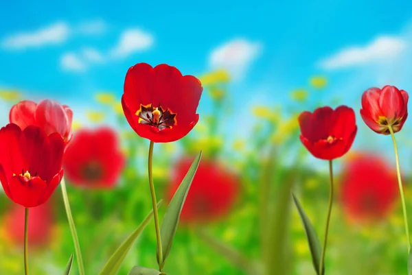 春の草原に赤いチューリップ — ストック写真