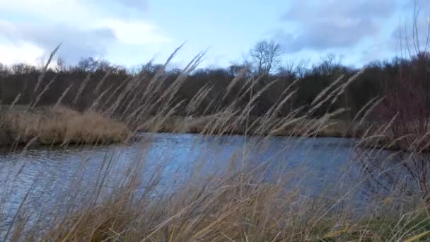 池塘那边有风 比托兹斯夫斯村 捷克共和国 — 图库视频影像