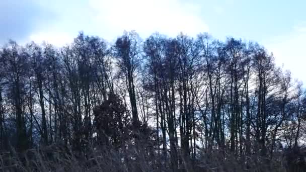 Δέντρα Για Την Κακή Wather Χωριό Bitozeves Δημοκρατία Της Τσεχίας — Αρχείο Βίντεο