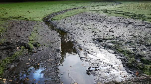 Verseuchter Leerer Teich Mit Und Schlamm Keine Kamerafahrt Postoloprty Tschechische — Stockvideo