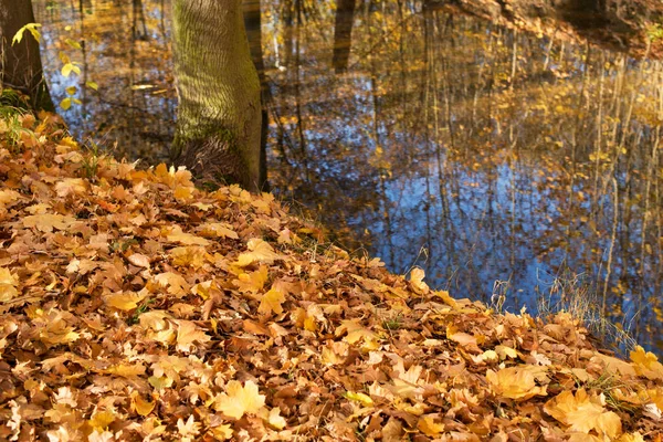 河岸上的树叶的细节 — 图库照片