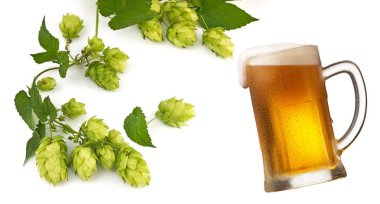 Bira ve hop koniler izole bardak