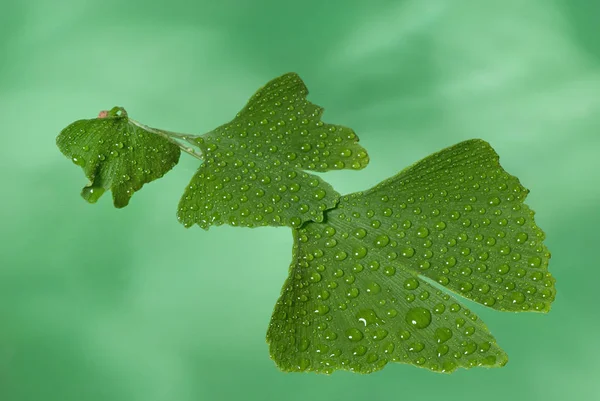 Wassertropfen Auf Dem Blatt Des Ginkgos — Stockfoto